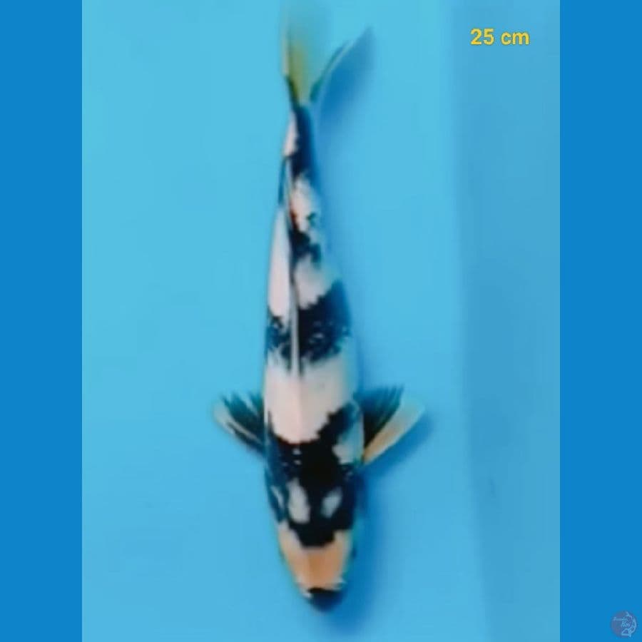 male 25 cm