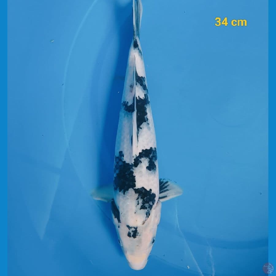 SQ shiro 34 cm