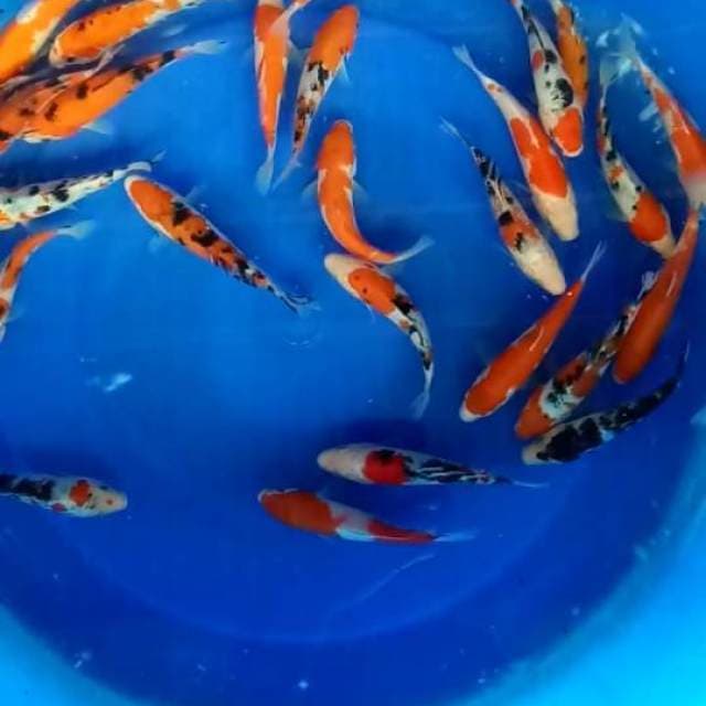 Mix 30 ekr size 15 cm