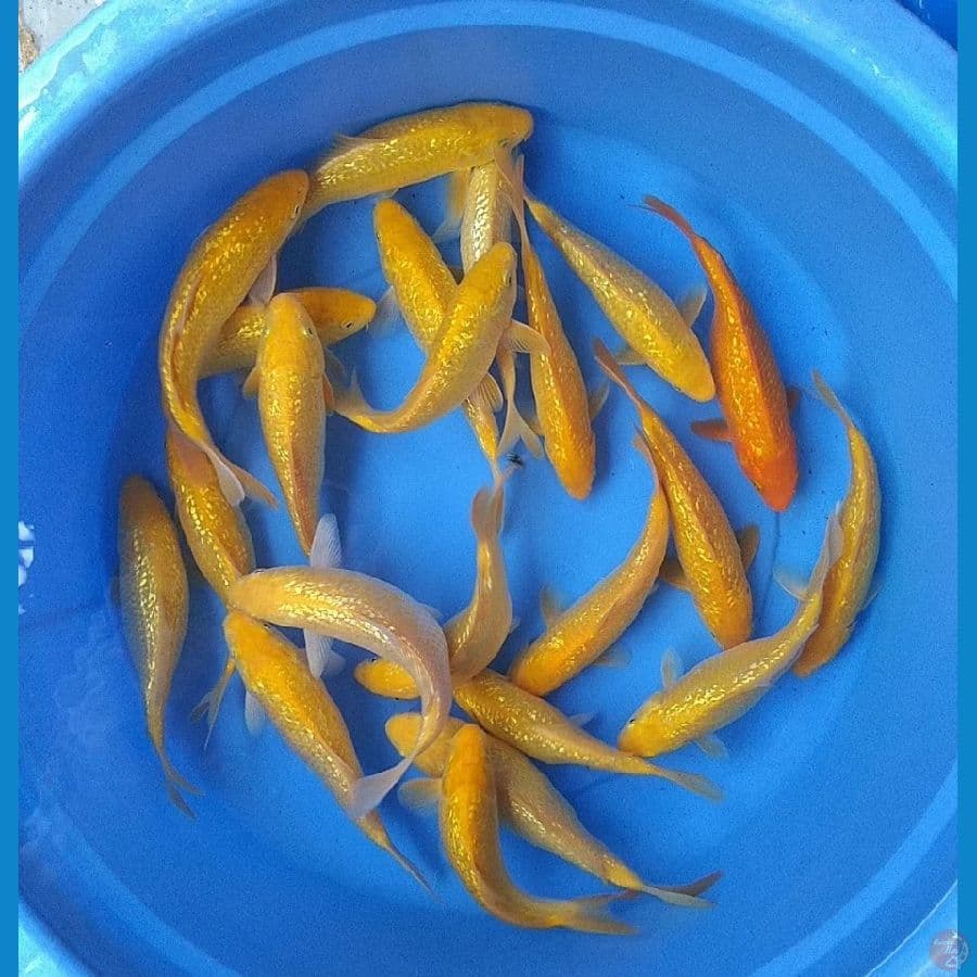 KARASHI