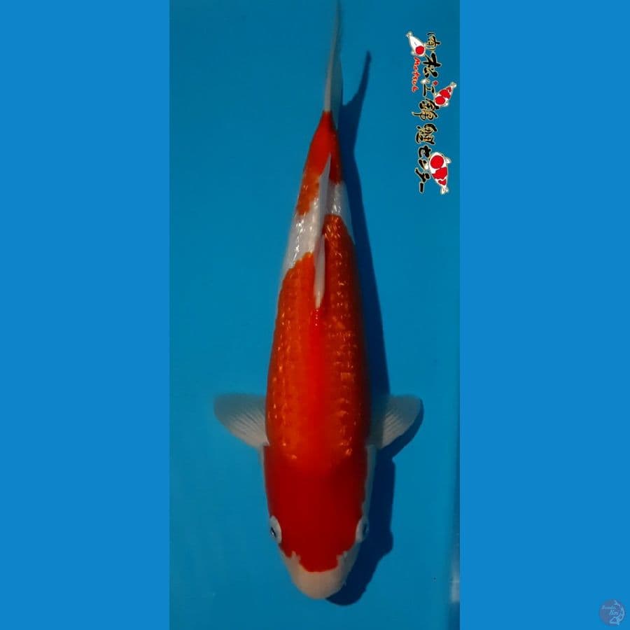 G.KOHAKU 32cm serti