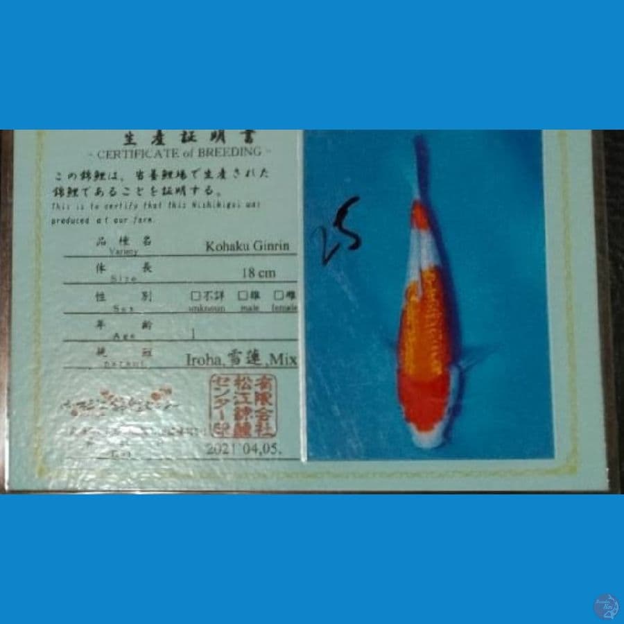 G.KOHAKU 32cm serti