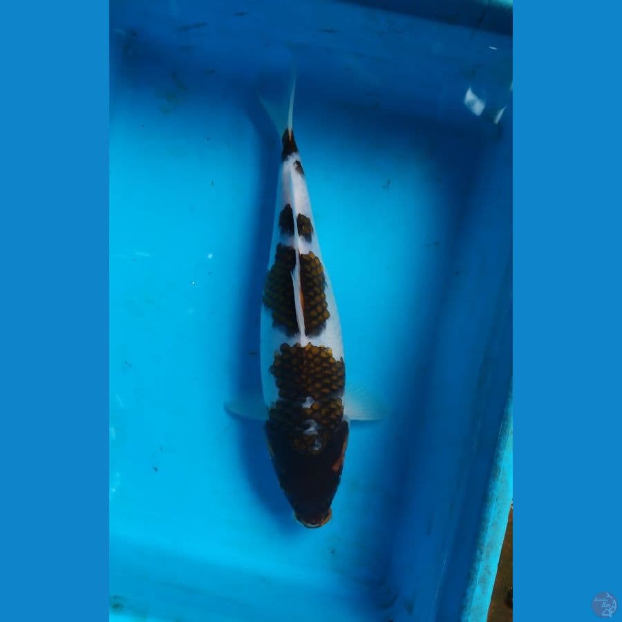 buho koromo