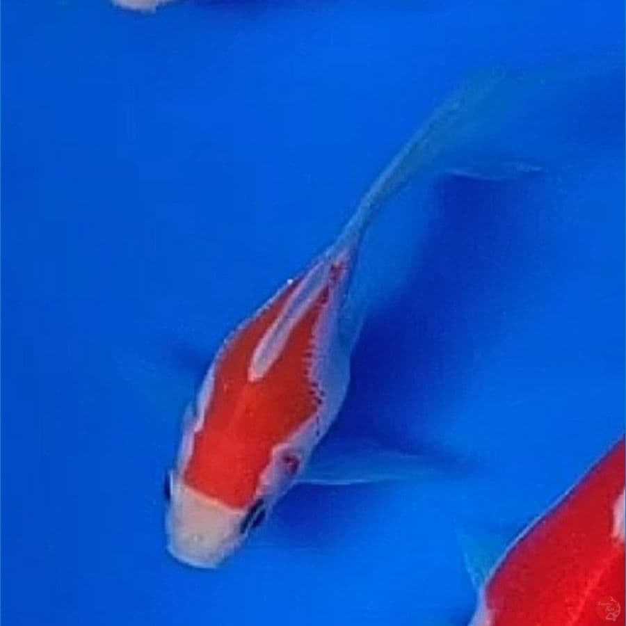 Tamasaba Import Jepang (Sertifikat Kaneko) 13cm