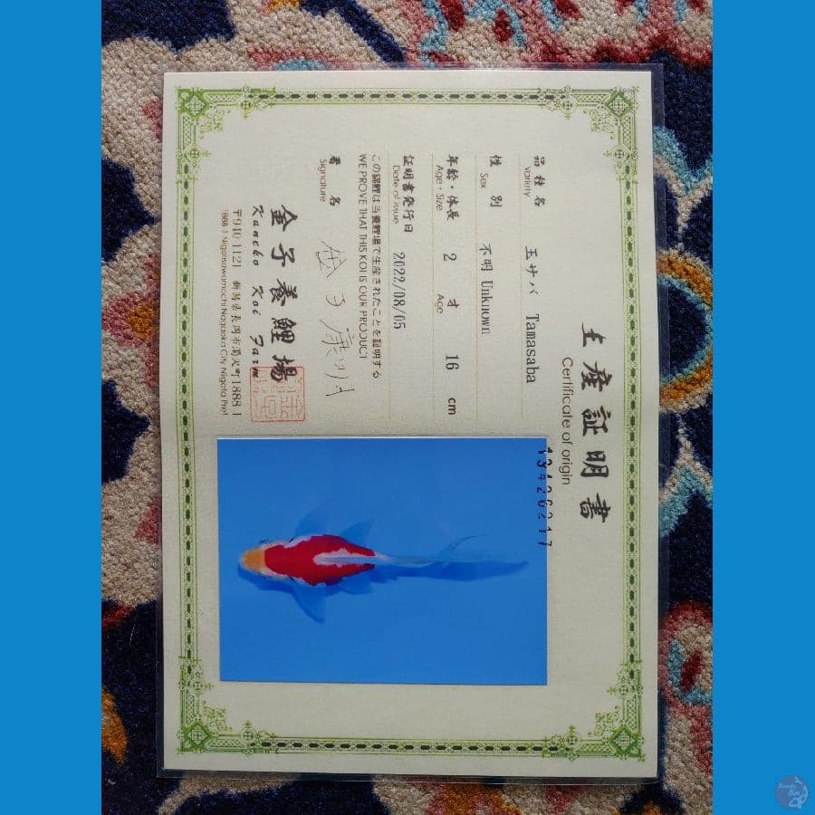 Tamasaba Import Jepang (Sertifikat Kaneko) 13cm