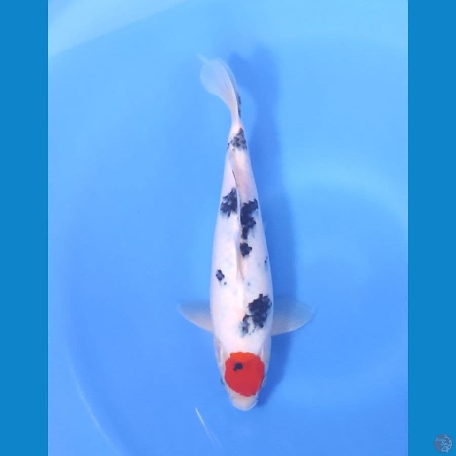 TANCHO SANKE HQ 27 CM - MALE
