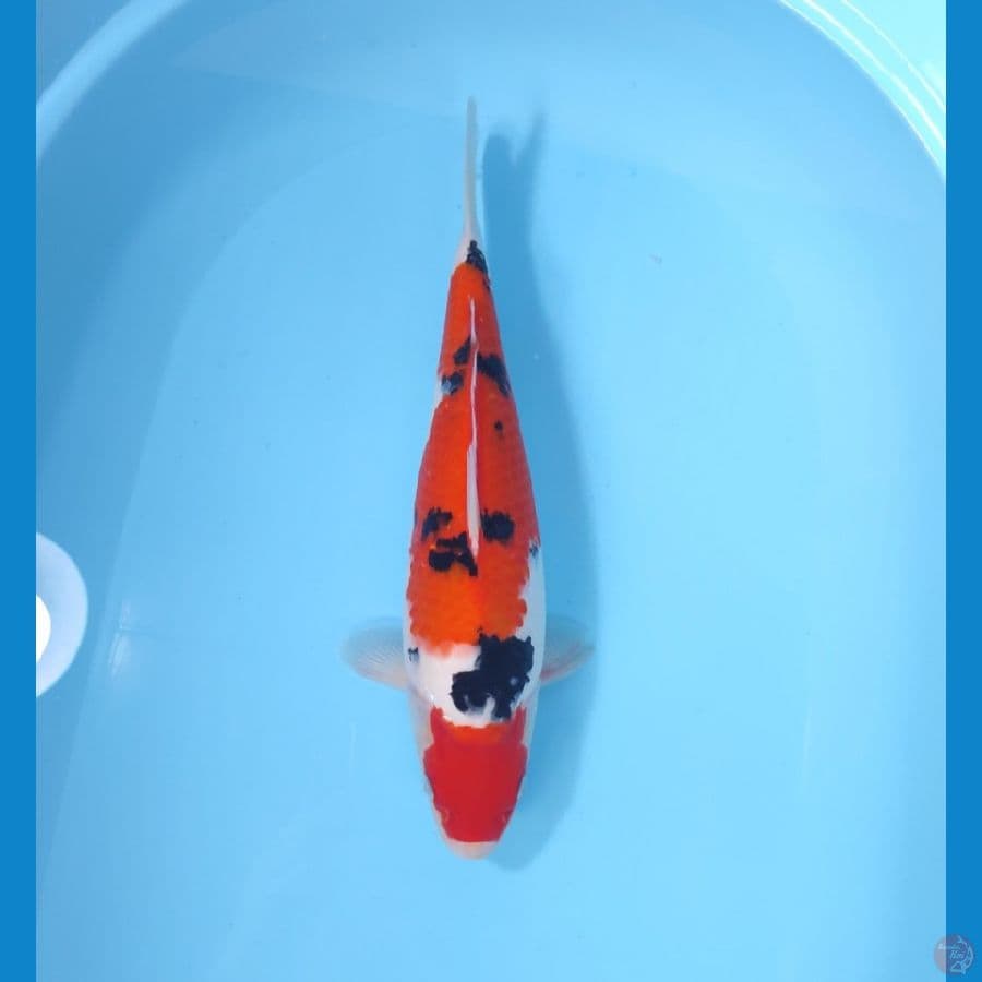 SANKE BAKAT JUMBO 38 CM - FEEMALE 