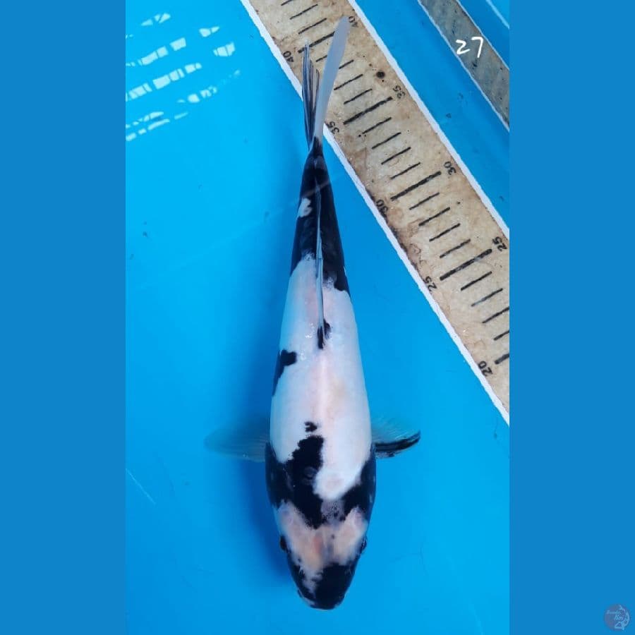 Shiro doitsu 27cm