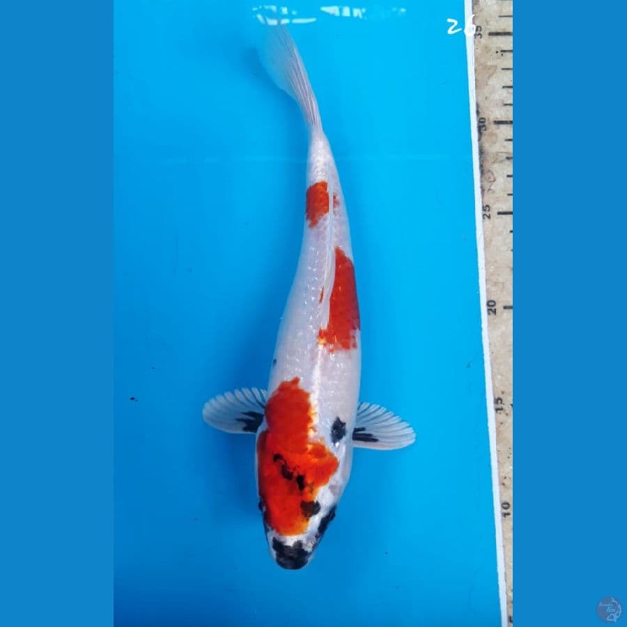 Showa Hikari 26cm