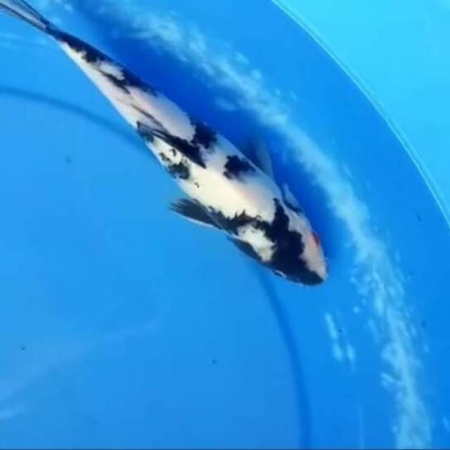 Shiro size 25cm Female