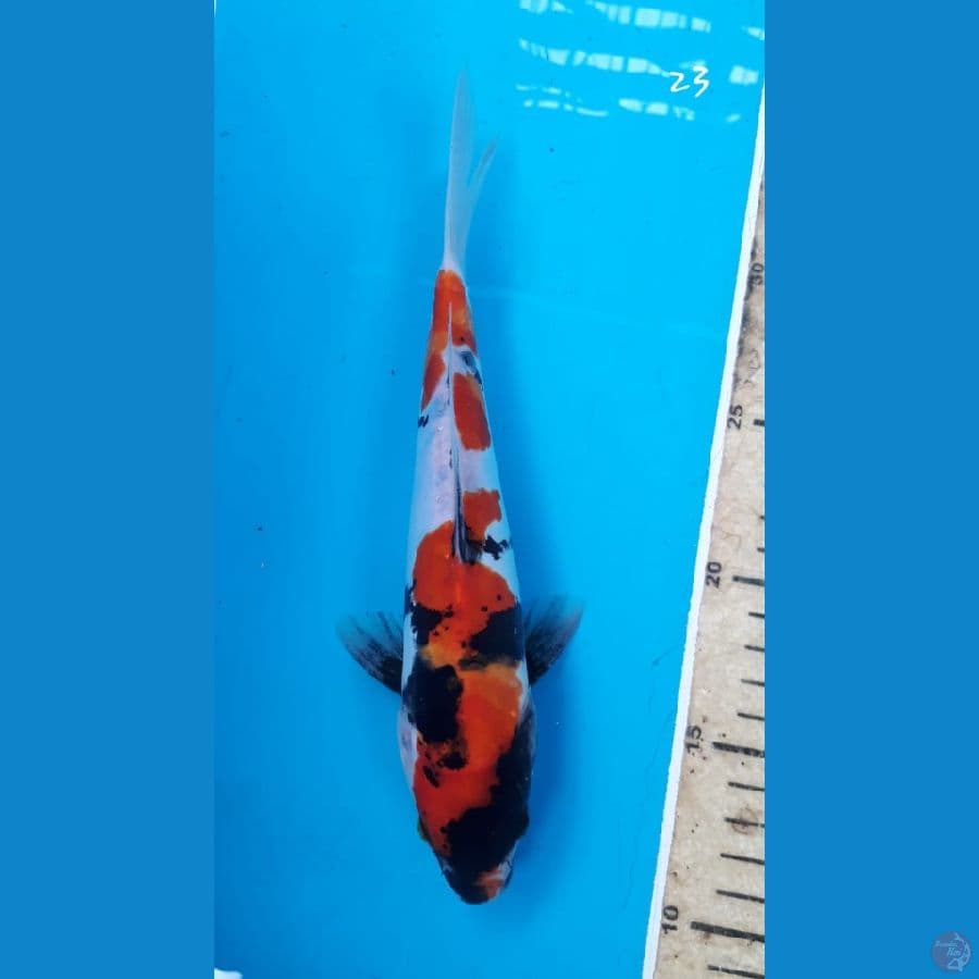 Showa doitsu 23cm