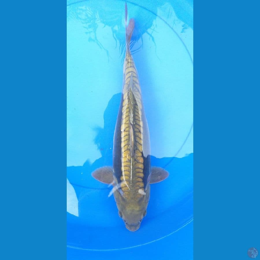 Aragoke Non-Ginrin 37cm/Unknown #RKA4