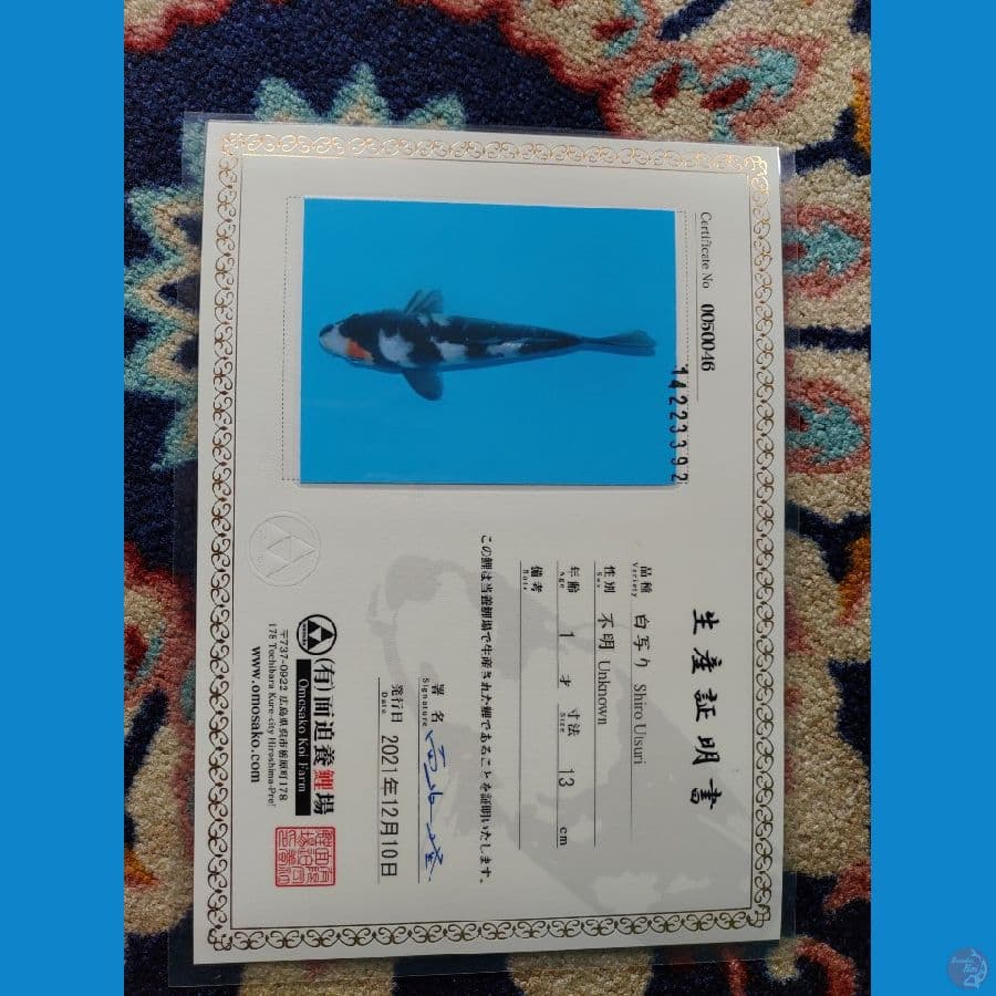 Koi Import Jepang Shiro Utsuri (Sertifikat Omosako) 21cm