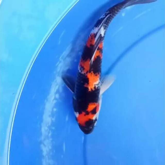 Showa sanshoku 26cm Female