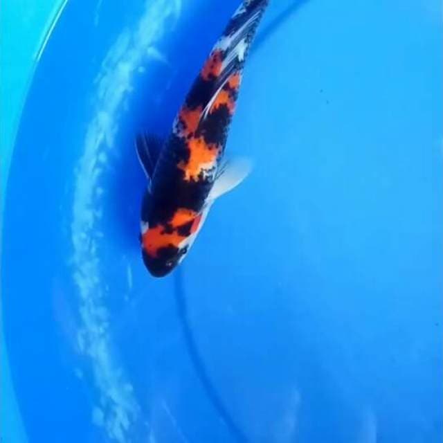 Showa sanshoku 26cm Female