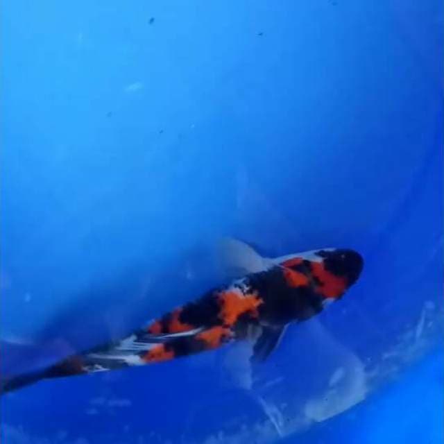 Showa sanshoku 26cm Female