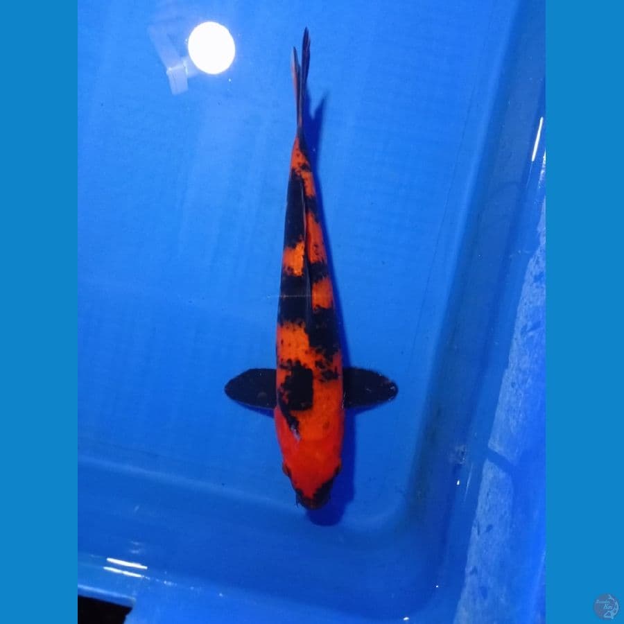 HI UTSURI MERAH STRONG 30 cm