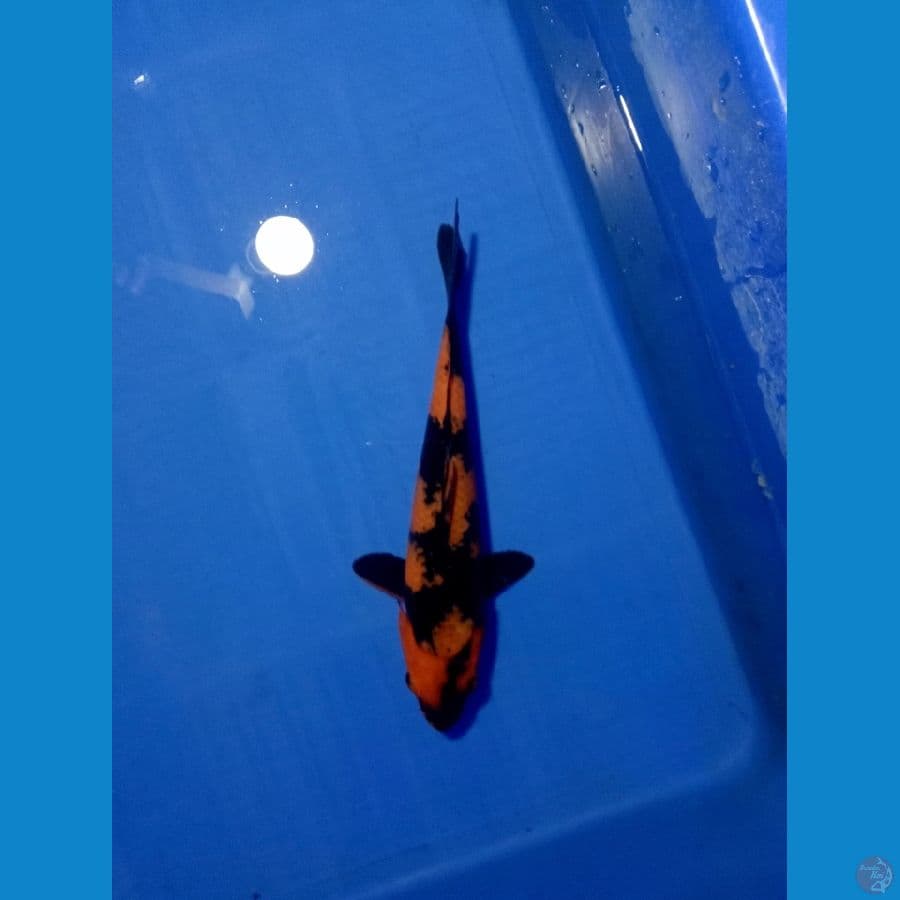 HI UTSURI 25 cm
