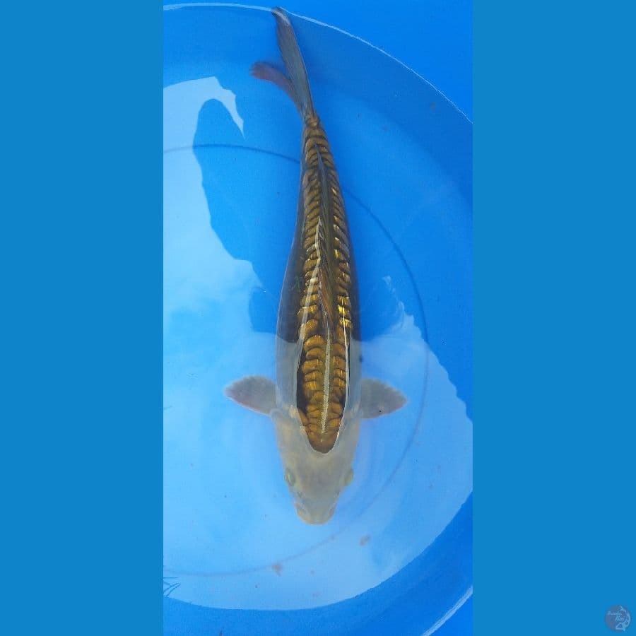 Aragoke Ginrin 36cm/Unknown #RKA6