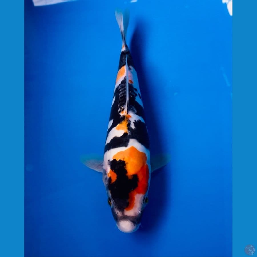 showa doitsu 25cm