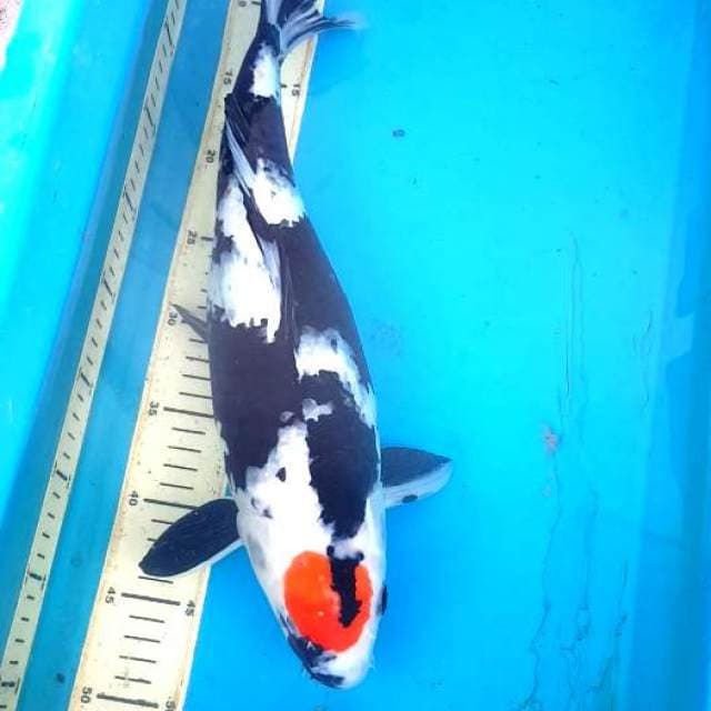 Tancho Showa 45cm original
