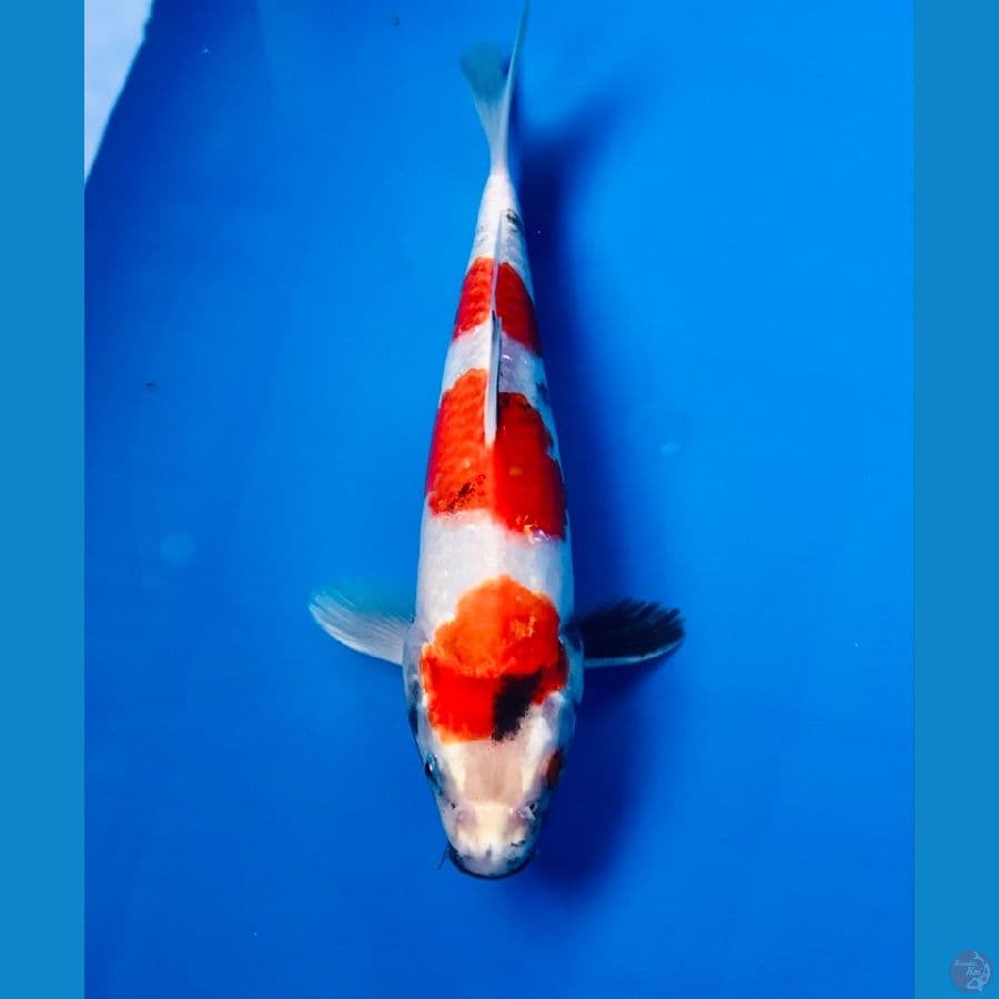 showa hikari 24cm