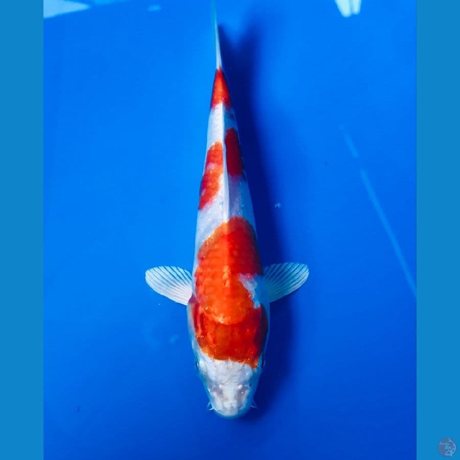 sakura ogon 20cm