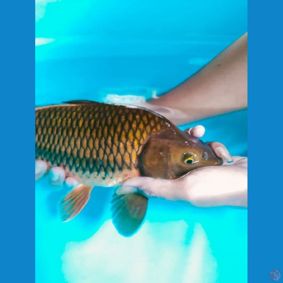 Chagoi Tembaga Bulky Punuk 40cm™