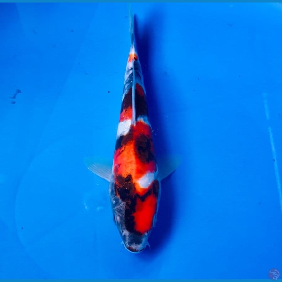 showa doitsu 20cm