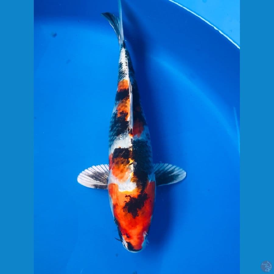 showa hikari 28cm