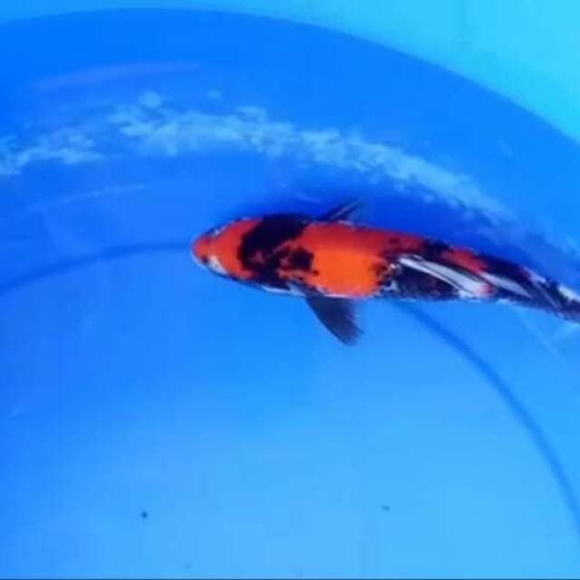 Showa size 25cm male