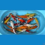 paket mix 24 ekor