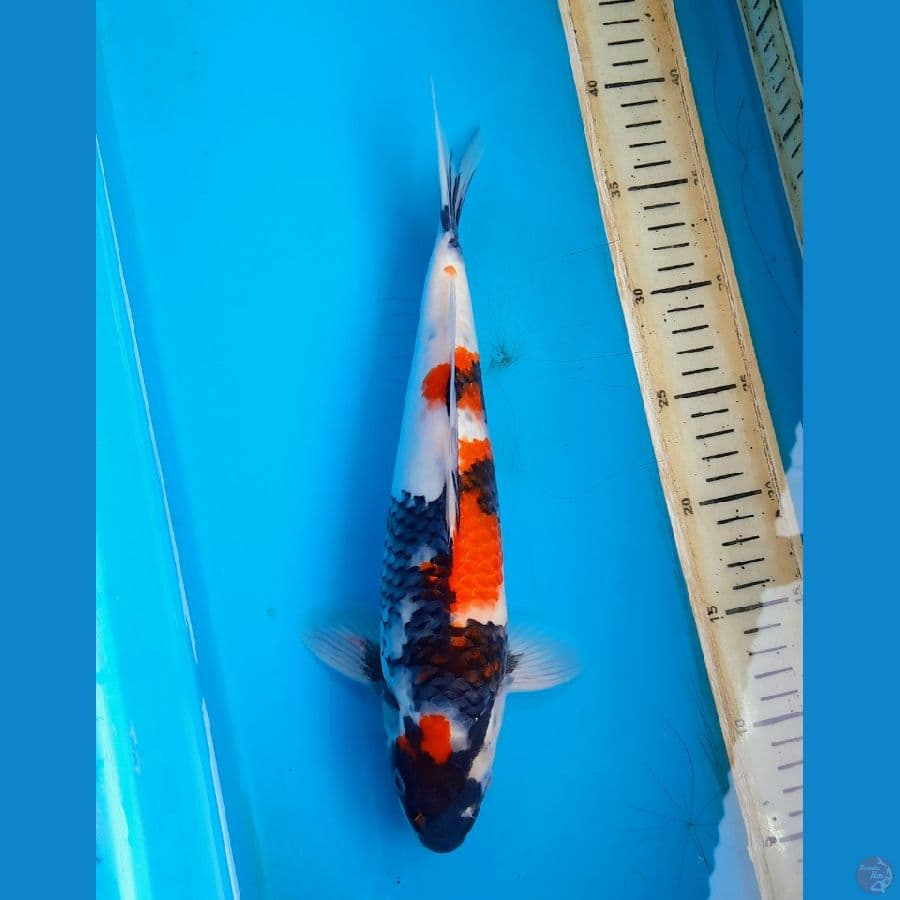 Tategoi showa 31cm Female