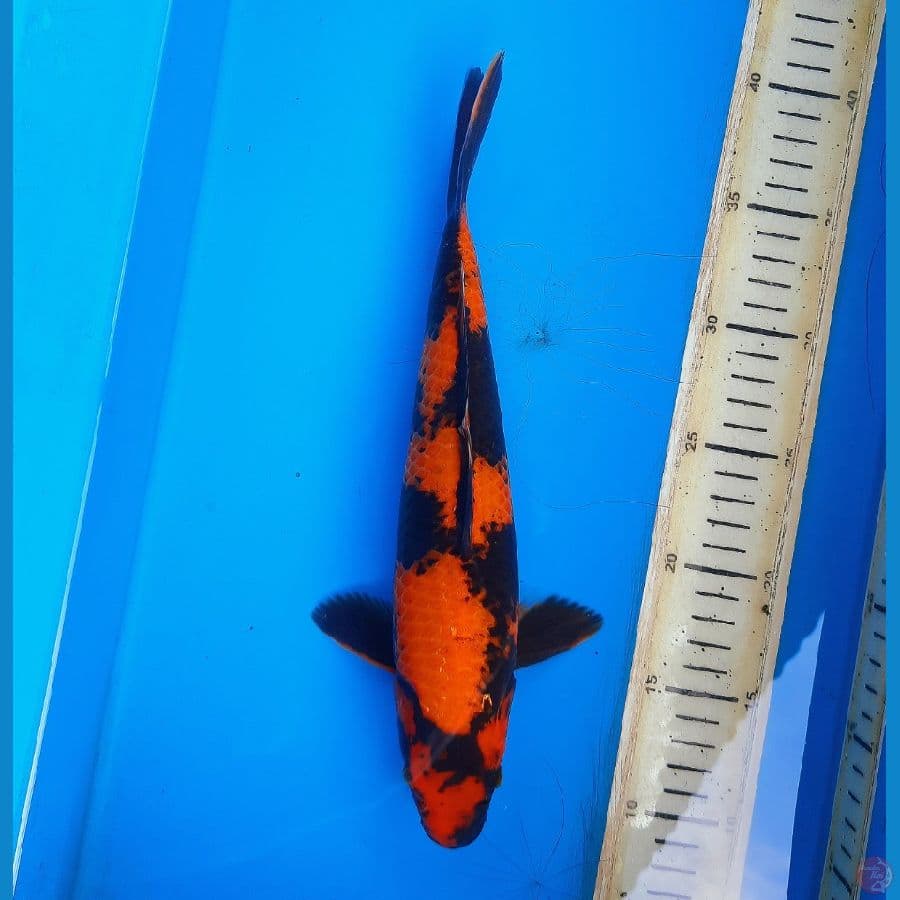 Hi utsuri tembus 29cm Male