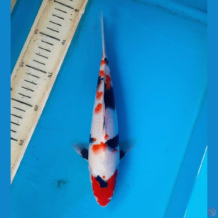 Kindai showa 25cm 