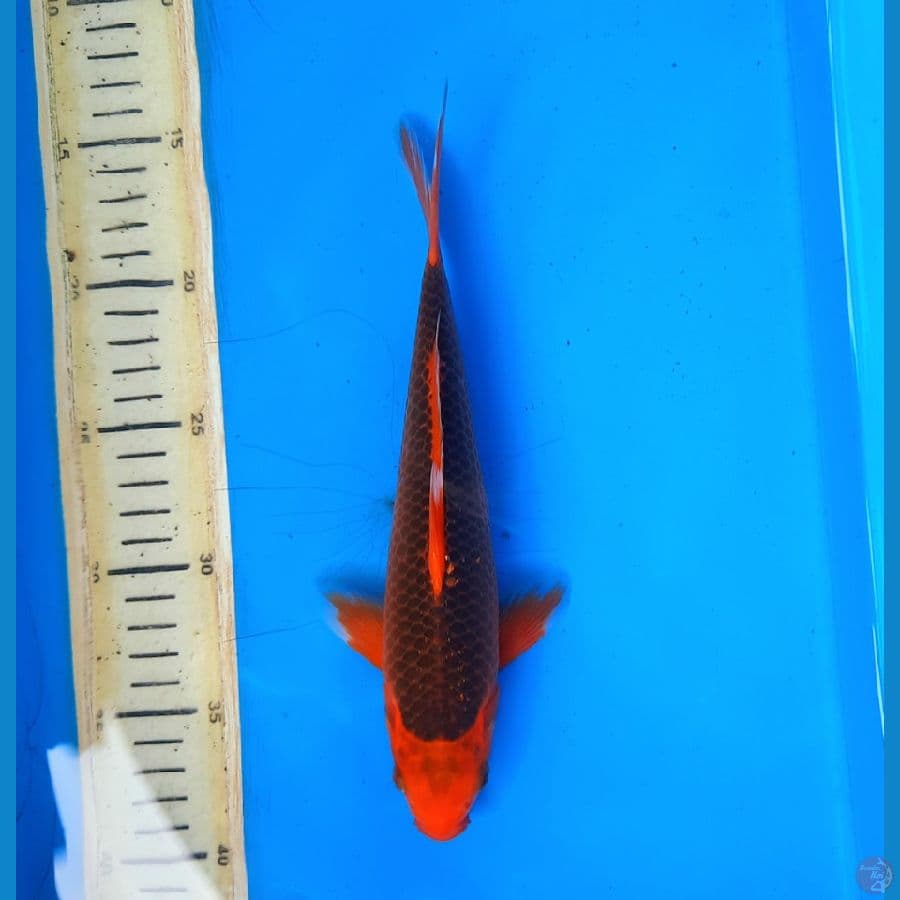Aka matsuba 24cm 