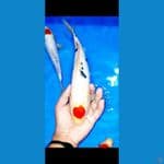 TANCHO SANKE 30 cm