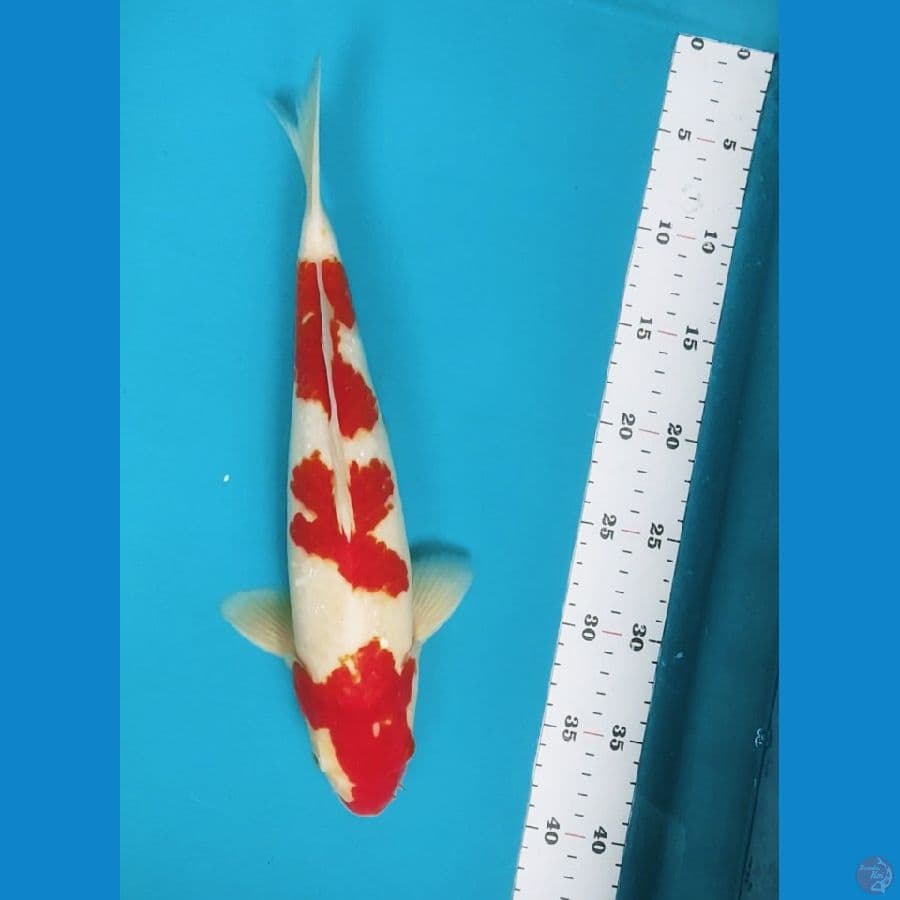 Kohaku 35cm male