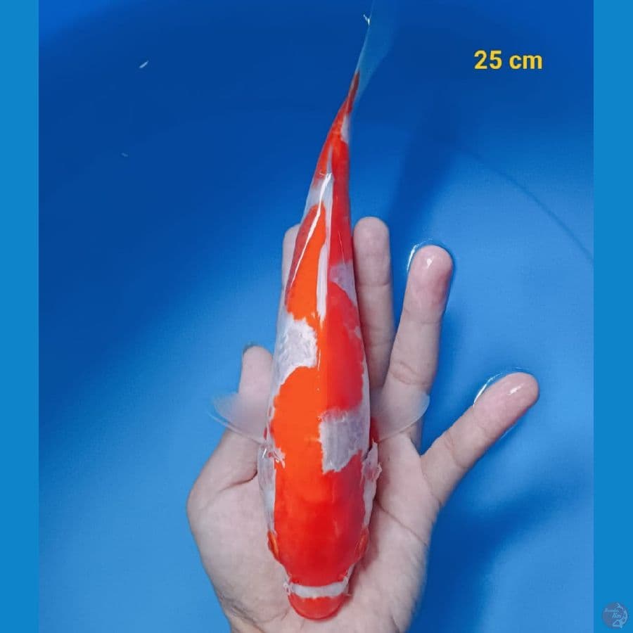 inazuma 25 cm