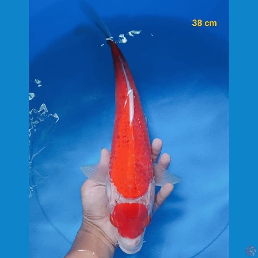 maruten ai goromo 38 cm