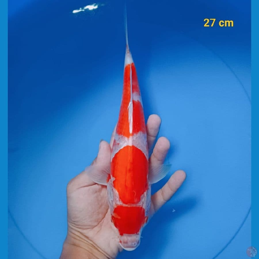 maruten 27 cm