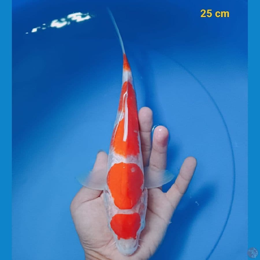maruten 25 cm