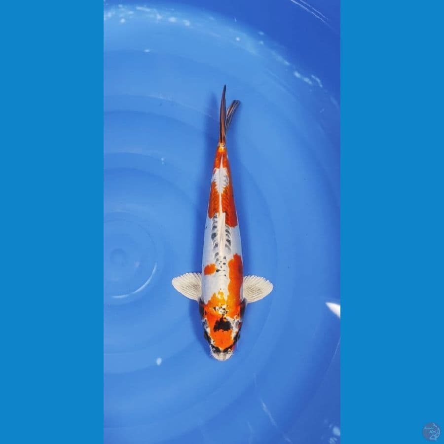 Khutuk*~® Kiko berotot  40cm BU (male)