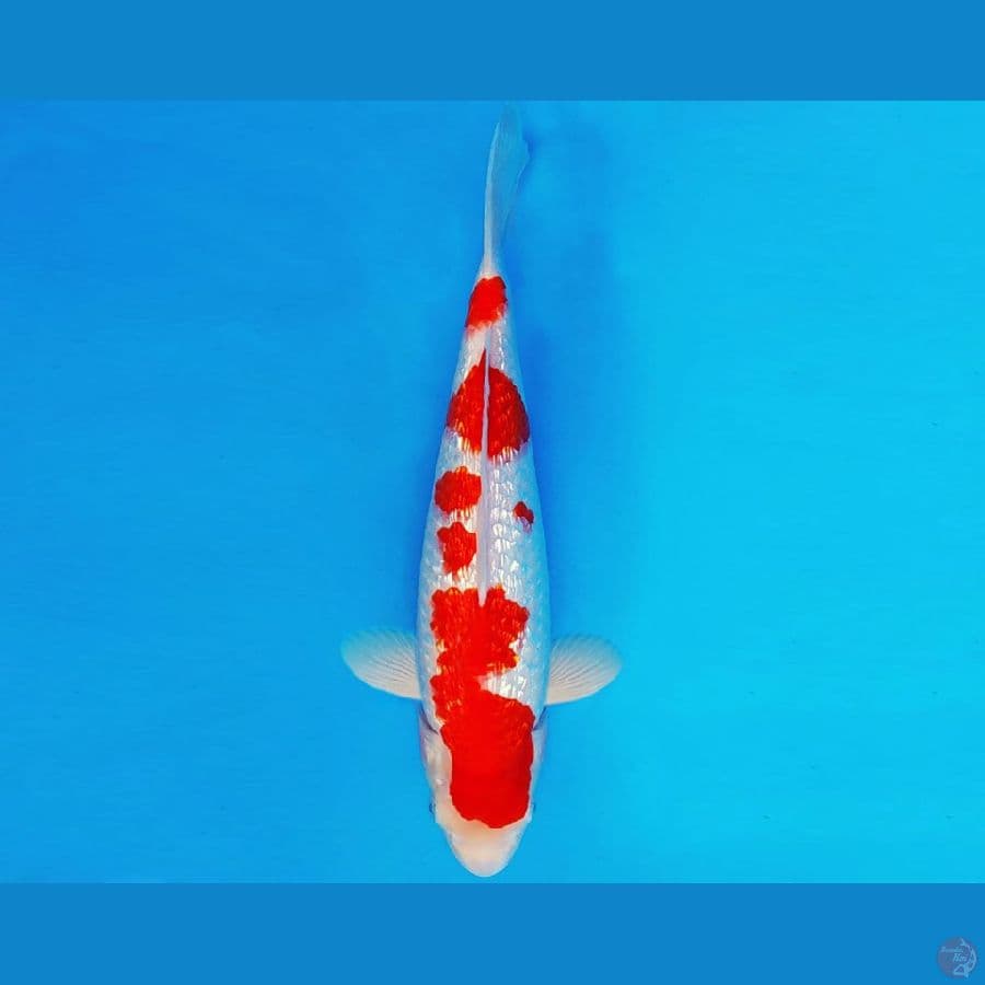 SATAN 1 ~ KOHAKU GIN RIN 30 cm/male ™