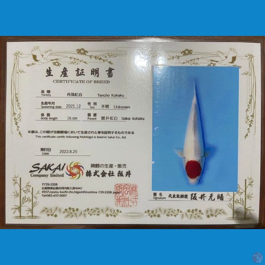 HQ tancho kohaku import sakai 36cm