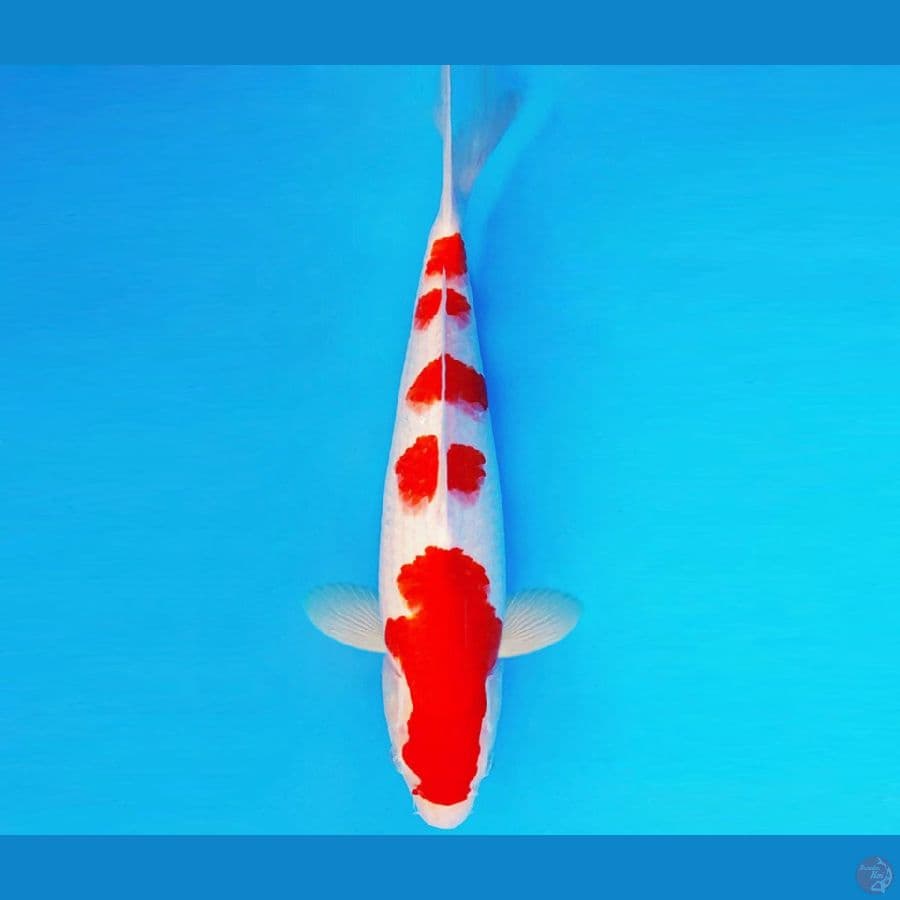 SATAN 6 ~ KOHAKU 36 cm/fm ™