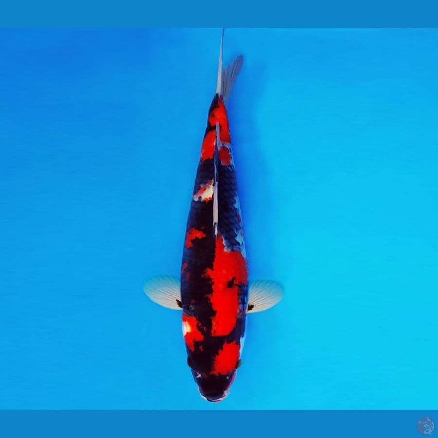SATAN 11 ~ SHOWA 37 cm/male ™
