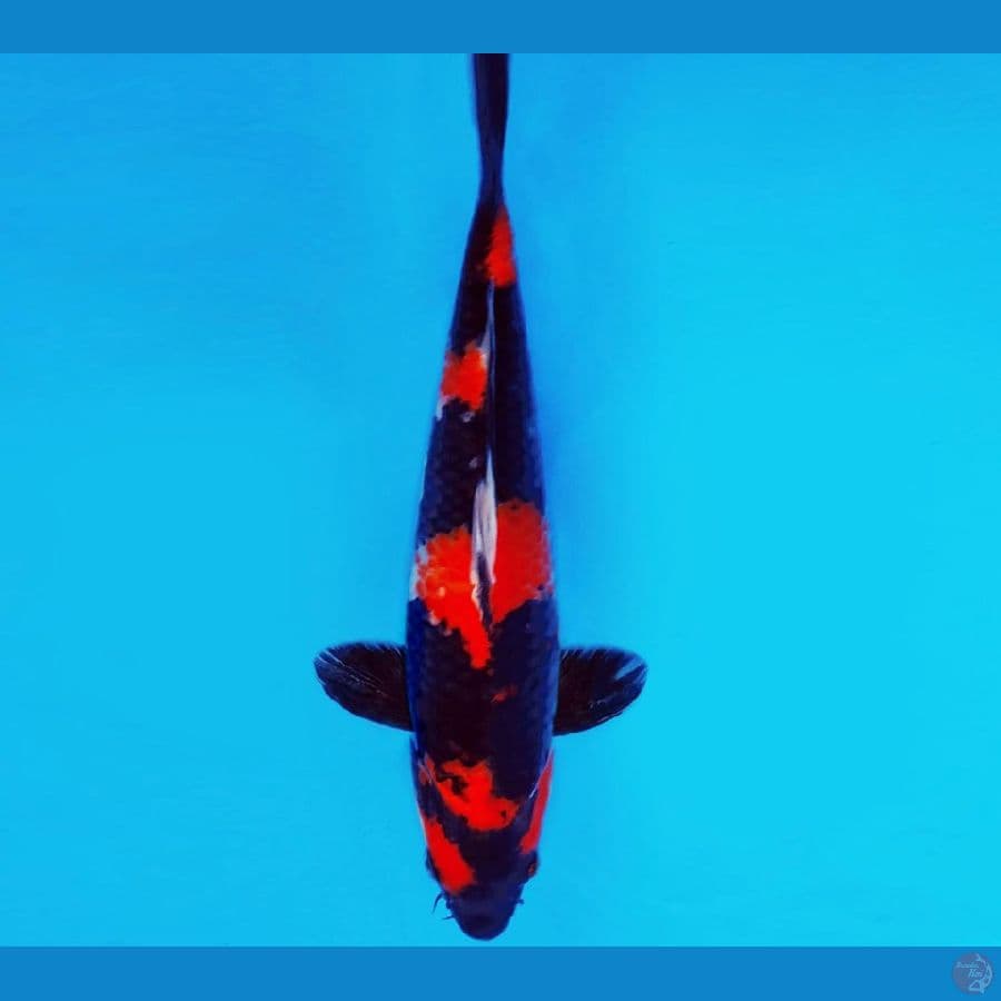 SATAN 12 ~ SHOWA 26 cm/fm ™