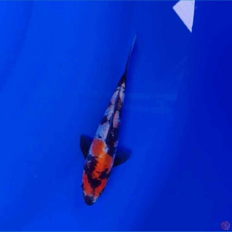 Koi Import Jepang Doitsu Showa (Sertifikat Shinoda) 17cm
