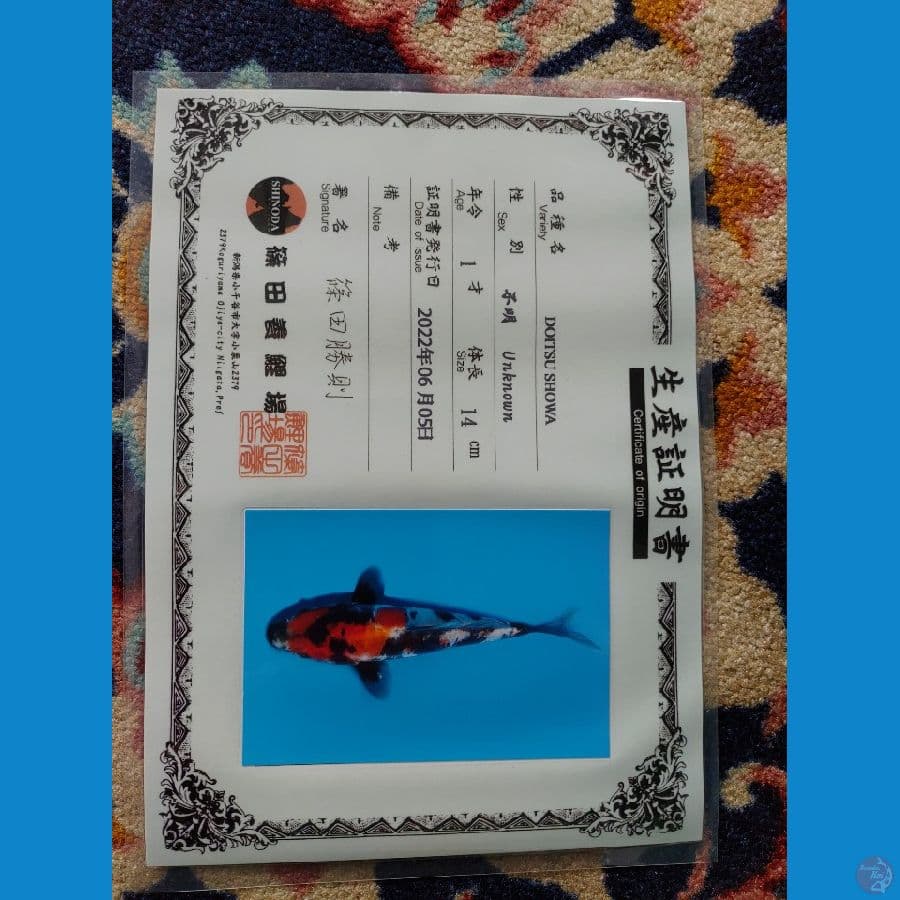 Koi Import Jepang Doitsu Showa (Sertifikat Shinoda) 17cm